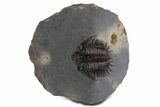 Spiny Comura Trilobite - Ofaten, Morocco #339595-3